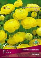 Лютик азиатский Йеллоу 7-8 10шт