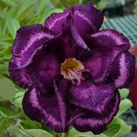 Адениум тучный "Siam Blueberries" 3шт