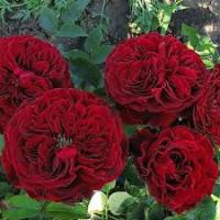 Саженцы Роза английская Тесс