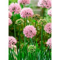 Лук декоративный Саммер Бьюти