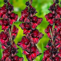 Гладиолус Блэк Си (12/14) 5шт 835560