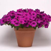 Петуния Изи Вейв плам вейн F1 (Минитуния) суперкаскад. 4 шт.