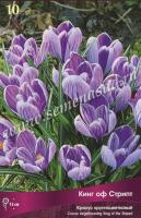 Крокус Крупноцветковый Кинг ов Страйпт (сиреневый, полосатый, 10шт, 7/8) 756087