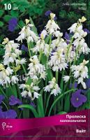 Пролеска колокольчатая Вайт (белая, 10шт, 7/8) 766461