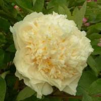 Пион древовидный эксклюзив Яо"c  Йеллоу