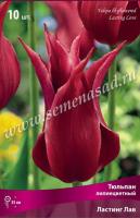 Тюльпан Лилиецветный Ластинг Лав (11/12) 10 шт Тюльпан Лилиецветный Ластинг Лав (11/12) 10 шт