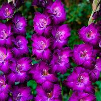 Гладиолус Кум Сьюс