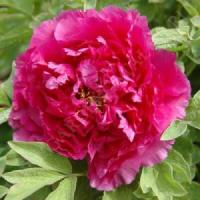 Пион древовидный Красный лист