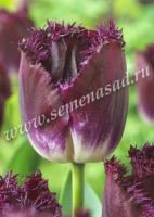 Тюльпан Бахромчатый Пёпл Кристал (12+) 100 шт