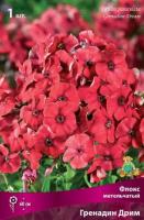 Флокс метельчатый Гренадин Дрим