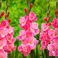 Гладиолус Пинк Пэррот 