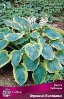 Хоста Зибольда Фрэнсиз Вилльямс (I) 1 шт