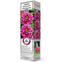 Саженцы Пион древовидный Пёпл Классикал Бьюти 827598