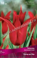 Тюльпан Лилиецветный Питер де Лёр (11/12) 10 шт Тюльпан Лилиецветный Питер де Лёр (11/12) 10 шт