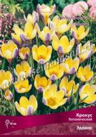 Крокус Ботанический Эдванс (жёлтый с сиреневым, 10шт, 5/+) 756080