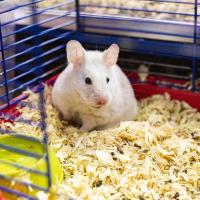 Мышь белая Мышь белая