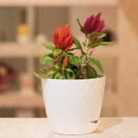 Кашпо Румба 1л белый с прик. под. 