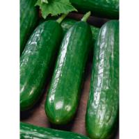 Гавриш Фермерская Огурец Месье Оливье F1 100шт  Гавриш Фермерская Огурец Месье Оливье F1 100шт