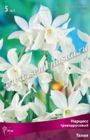 Нарцисс Триандрусовый Талия (белый, многоцветковый, ароматный, 5шт, 12/14) 756240