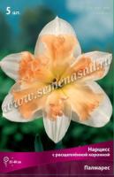 Нарцисс с Расщеплённой коронкой Палмарес (12/14) 5шт. Нарцисс с Расщеплённой коронкой Палмарес (12/14) 5шт.