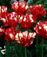 Тюльпан Попугайный Эстелла Рижнвельд (11/12) 10 шт Тюльпан Попугайный Эстелла Рижнвельд (11/12) 10 шт