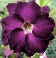 Адениум Ночной Ангел DESERT ROSE 3шт