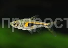 Рыба Расбора Бригитта