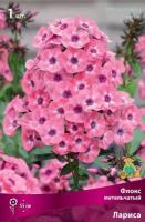 Флокс метельчатый Лариса