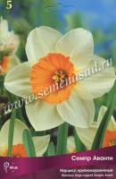 Нарцисс Семпре Аванти (12/14) 5шт. Нарцисс Семпре Аванти (12/14) 5шт.