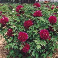 Пион древовидный Цветы Дракона