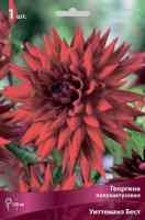 Георгина полукактусовая Уиттеманз Бест (I) 1 шт