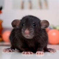 Грызуны Крыса дамбо S Грызуны Крыса дамбо S