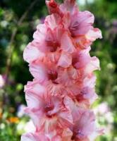 Гладиолус Крупноцветковае Сиси (12/14) 10 шт 