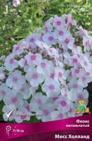 Флокс метельчатый Мисс Холланд (I) 1 шт