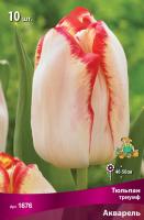 Тюльпан Триумф Акварель (крем-роз с тонким кр краем и жёлт подсвет 7шт, 12/+) 845679