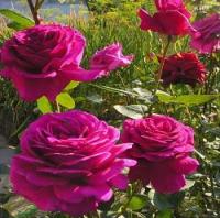 Роза чайно-гибридная Биг Пёпл