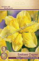 Нарцисс с Расщеплённой коронкой Блейзинг Старлет (12/14) 5шт. Нарцисс с Расщеплённой коронкой Блейзинг Старлет (12/14) 5шт.