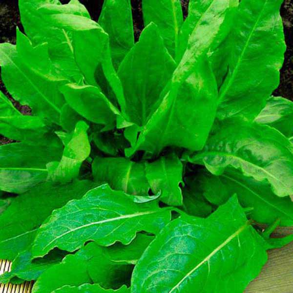 Щавель Бельвильсский 20*2 Щавель Бельвильсский 20*2