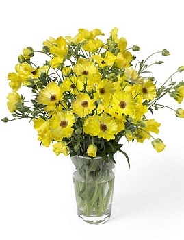 Лютик гибридный Батерфляй Артемида /К 839674