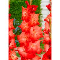 Гладиолус Гофрированные Фо Эвигт (10/12) 10 шт 841777