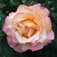 Саженцы Роза чайно-гибридная Глория Дей