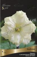 Нарцисс с Расщеплённой коронкой Колбланк (12/14) 5шт. Нарцисс с Расщеплённой коронкой Колбланк (12/14) 5шт.