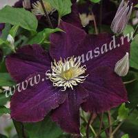 Клематис (капер) Варшавска Найк