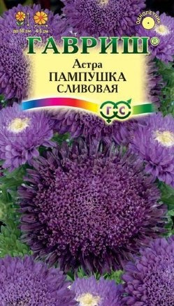 Астра Пампушка сливовая 0,3 г, помпонная Астра Пампушка сливовая 0,3 г, помпонная