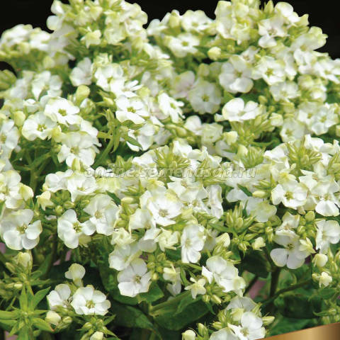 Флокс метельчатый Джейд* (I) 1 шт