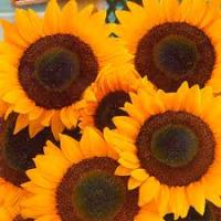 Аэлита Подсолнечник декоративный Мэджик F1 5шт