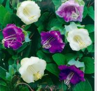 Кобея Гжельские узоры, смесь сортов 0,45г