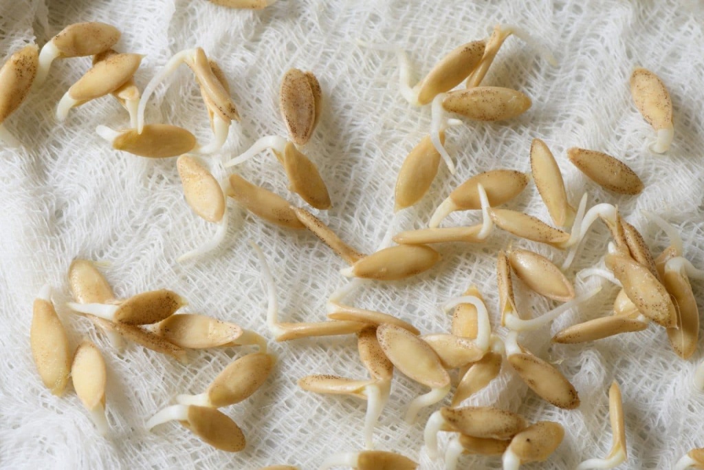 Работы на огороде в феврале