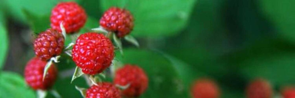 малина.jpg малина.jpg