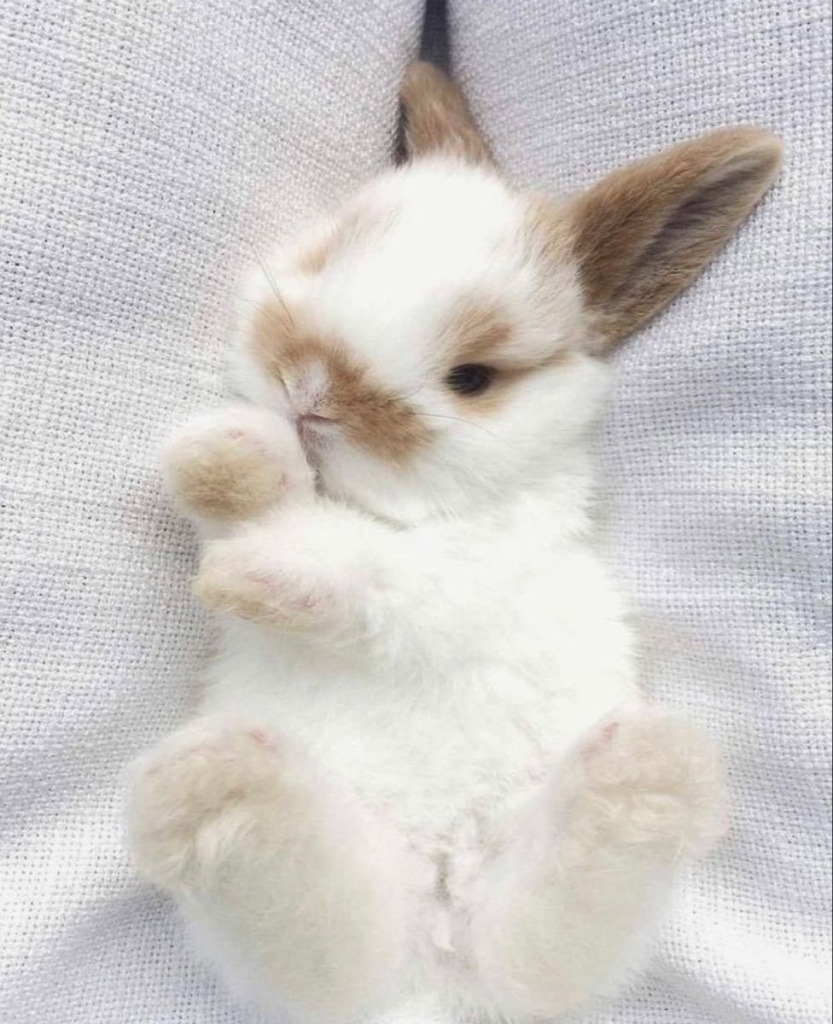декоративные кролики декоративные кролики
